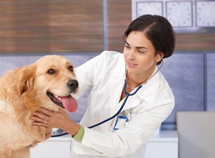 animal small vets much difference between veterinarians make