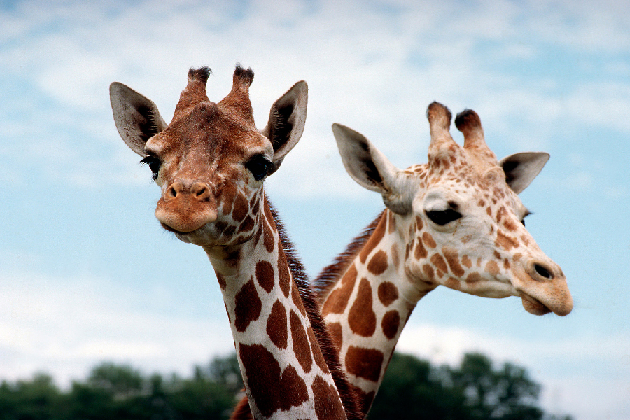 3. Trainer at Animal Kingdom