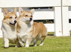 Corgis run wild