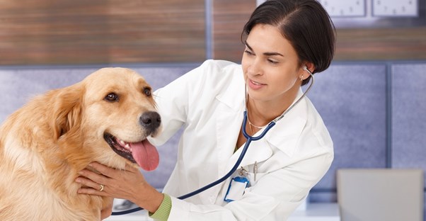 common work contexts for veterinarians